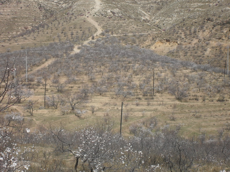 带有春意的小山