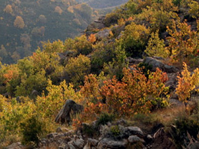 秋天的杏树山更迷人