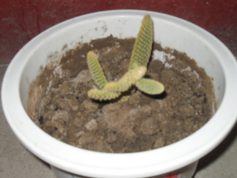 瘦了虐待的它依然顽强生长