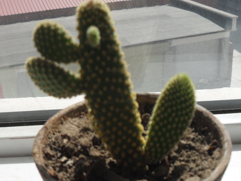 这就是我喜欢的仙人掌