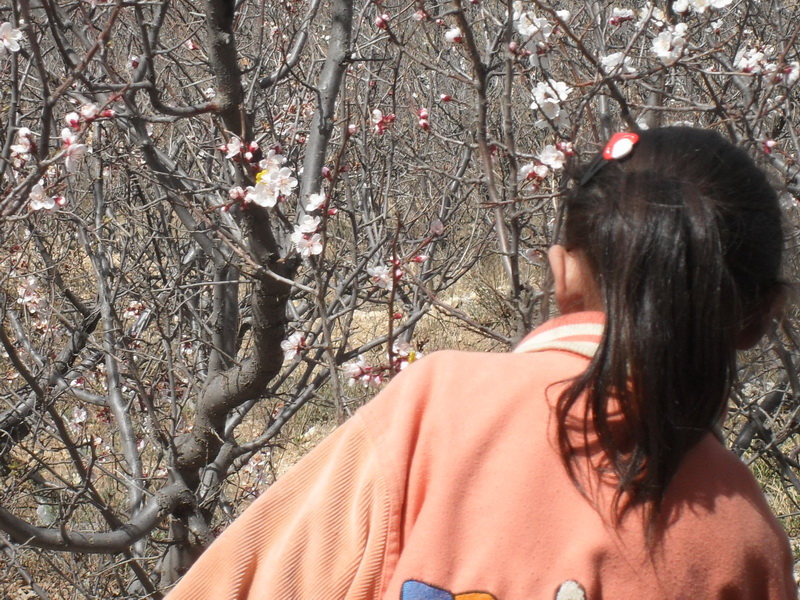 迷人的杏花吸引我的融入花丛中