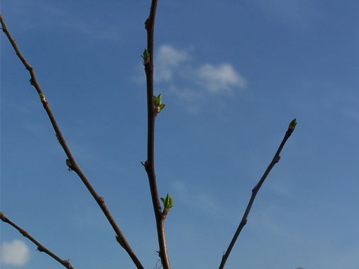 花骨朵儿正在努力生长