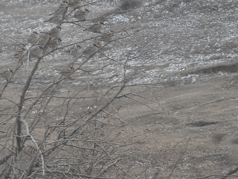 冬天杏树更美丽