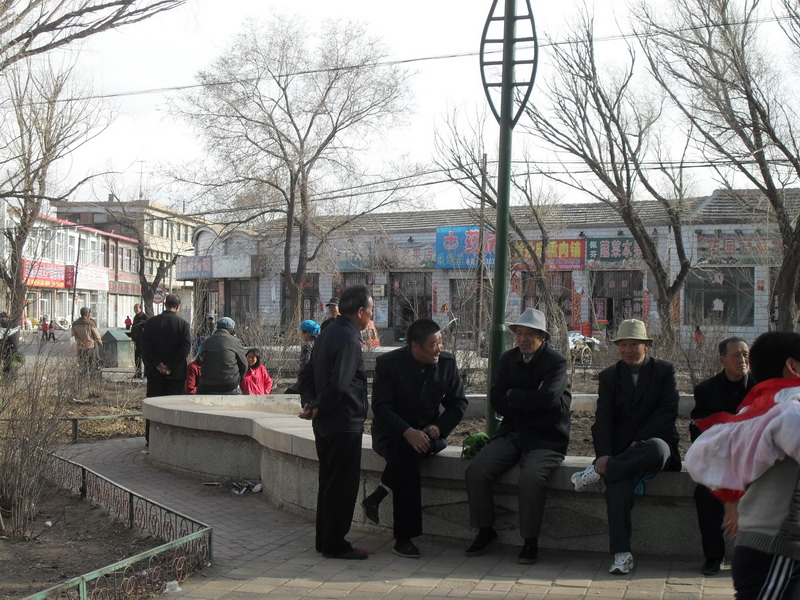 带有绿意的柳树发芽了