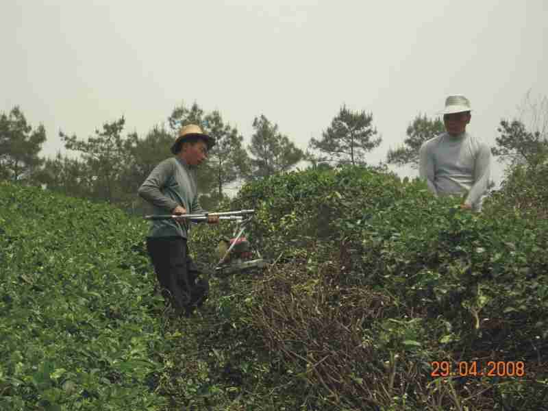 用机械剪去茶树上的枝杆