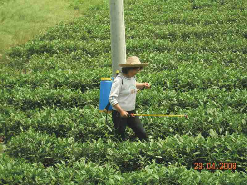 给茶树施药
