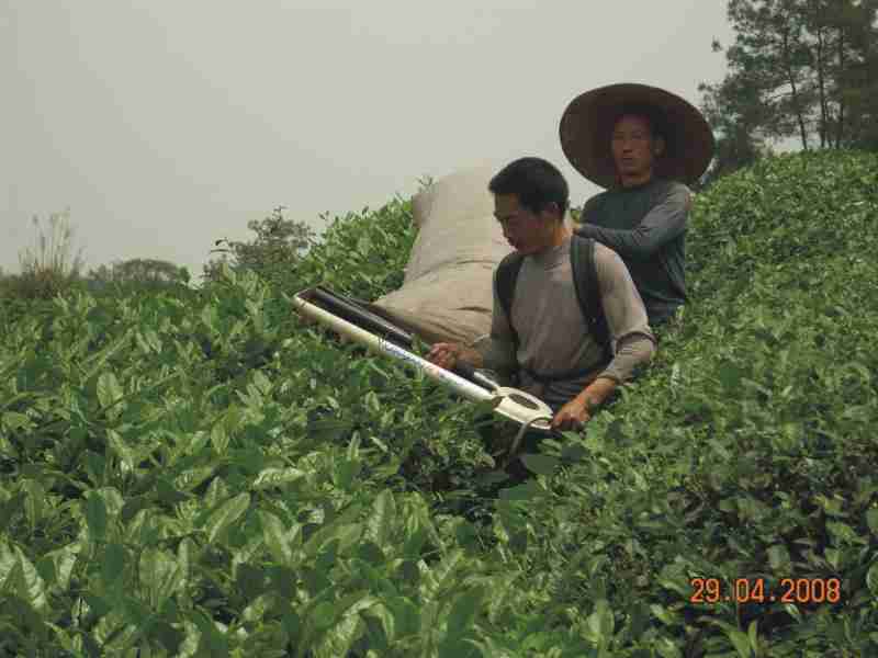 用机械剪去茶树尖上的多叶子